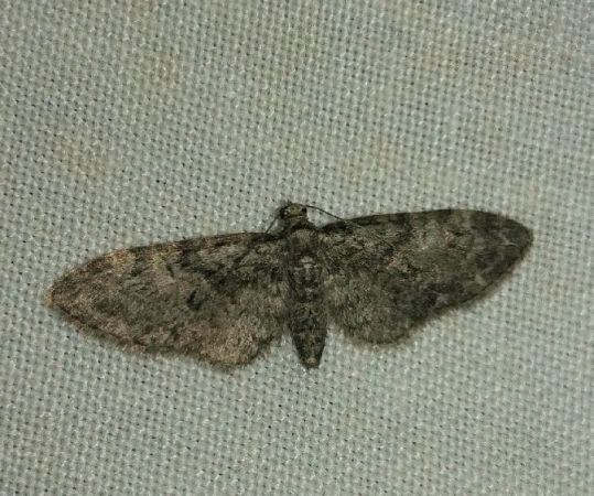Eupithécie sagittée 