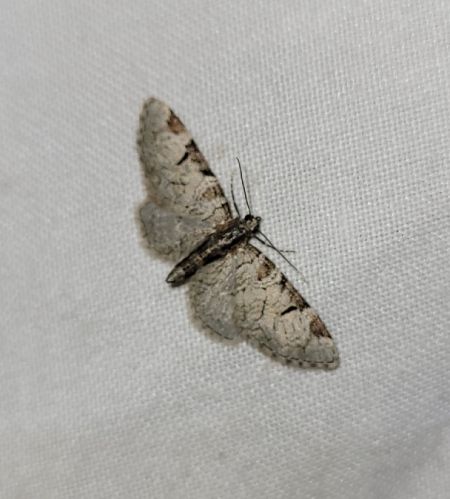 Eupithecia insigniata  - Thomas Lux