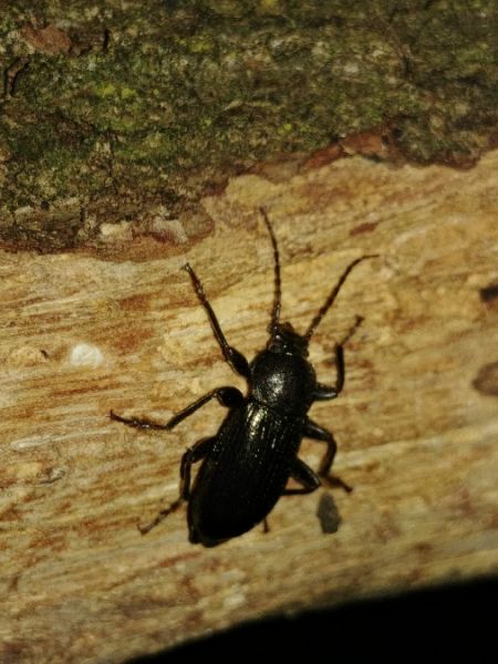 Stenomax aeneus 