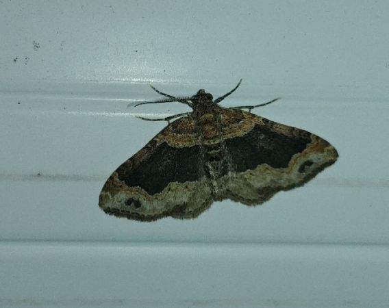 Xanthorhoe ferrugata 