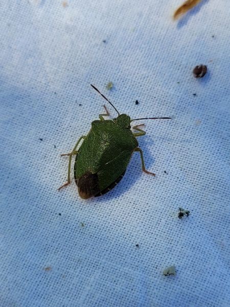 Palomena prasina  - Thomas Lux