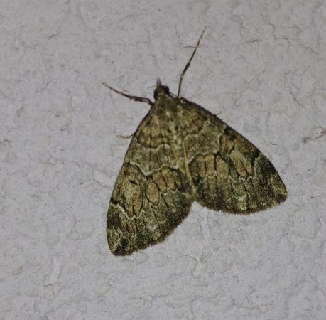Thera variata 