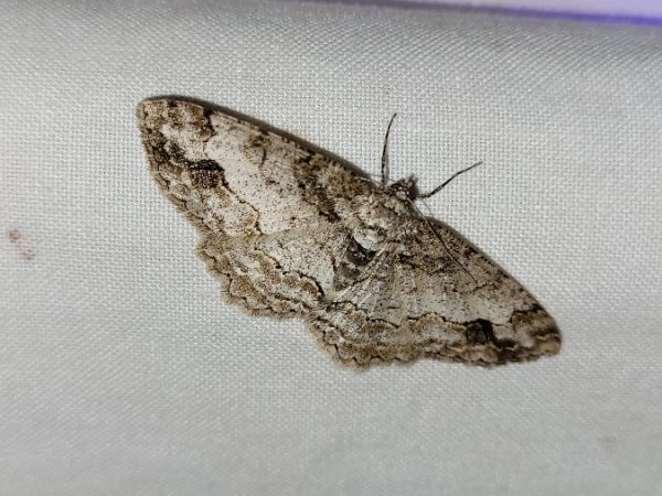 Paradarisa consonaria  - Thomas Lux