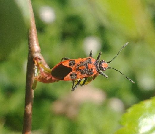 Corizus hyoscyami hyoscyami 