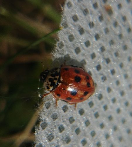 Coccinelle à quatre points 
