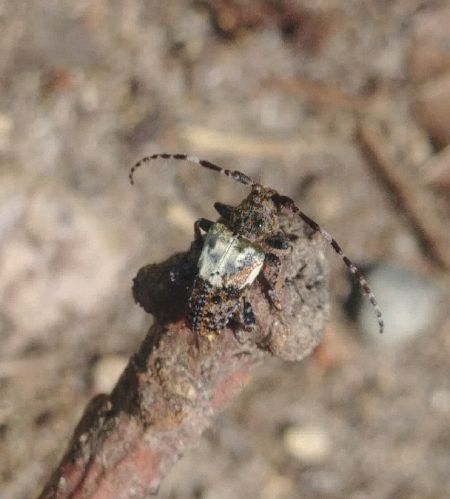 Pogonocherus hispidulus 