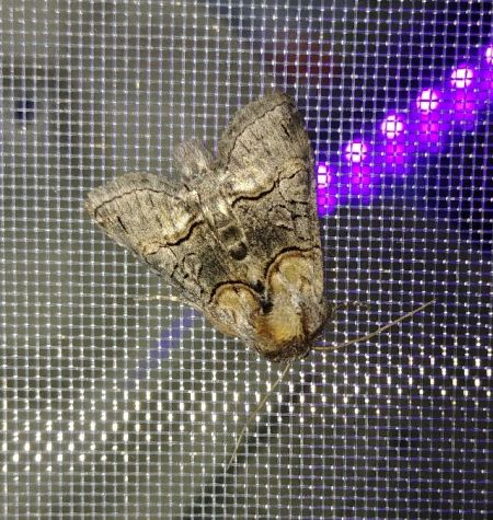Abrostola asclepiadis 