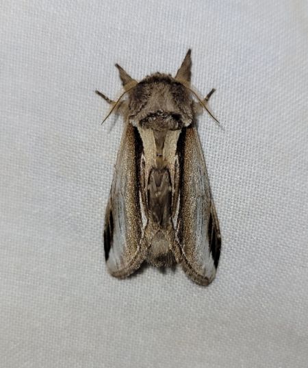 Bombyx dyctéoïde (Faïence)  - Thomas Lux
