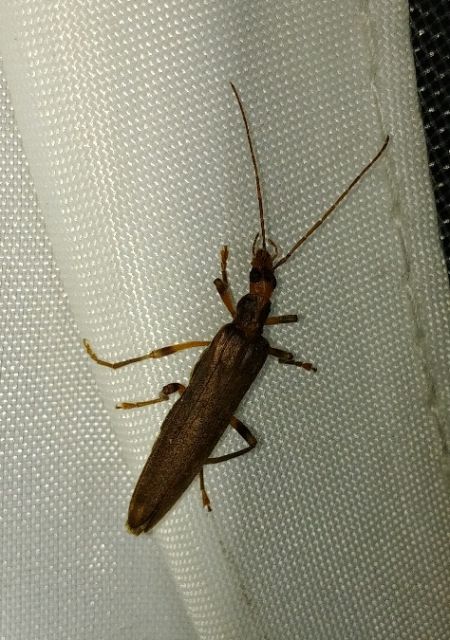Oedemera femoralis 
