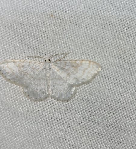 Asthena albulata  - Thomas Lux