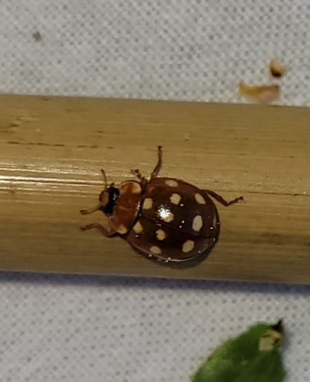 Coccinelle à 14 points  - Thomas Lux