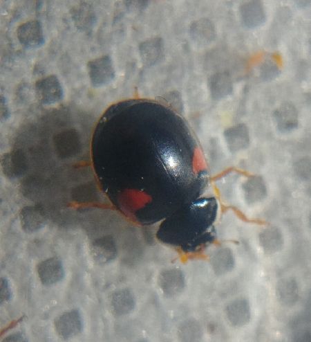 Coccinelle à dix points 