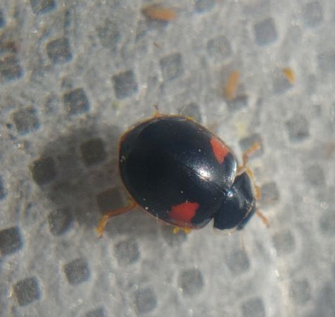 Coccinelle à dix points 