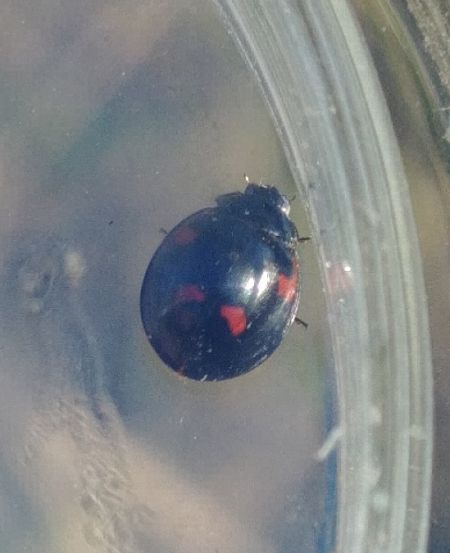 Exochomus quadripustulatus 