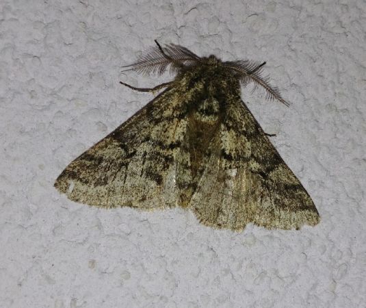 Lycia hirtaria 