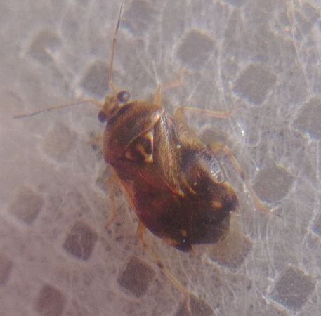 Deraeocoris lutescens 