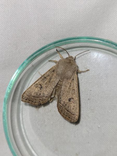 Orthosia gracilis  - Thomas Lux