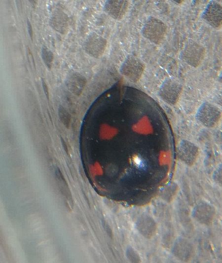Exochomus quadripustulatus 