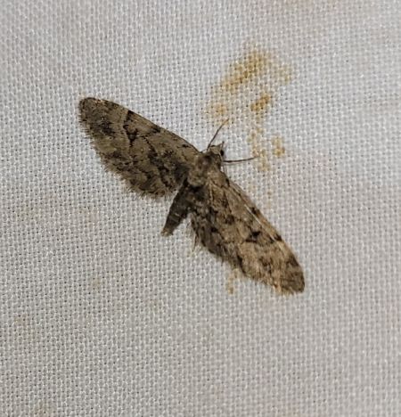 Eupithecia lanceata  - Thomas Lux