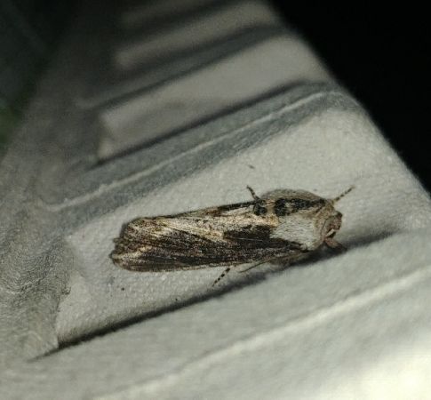 Egira conspicillaris 