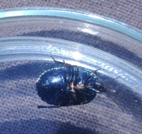 Canthophorus impressus 
