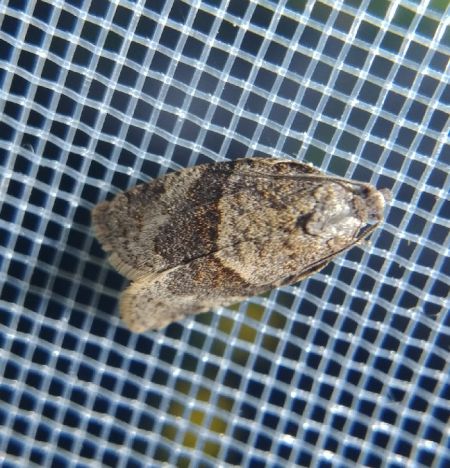 Syndemis musculana 