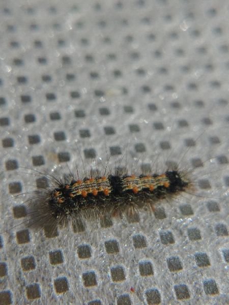 Lithosie quadrille 