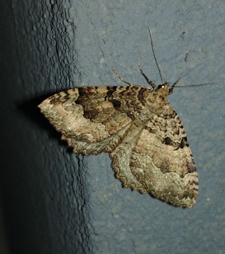 Triphosa dubitata 
