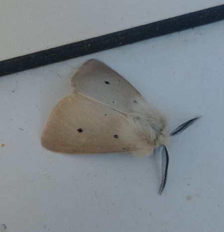 Diaphora mendica 