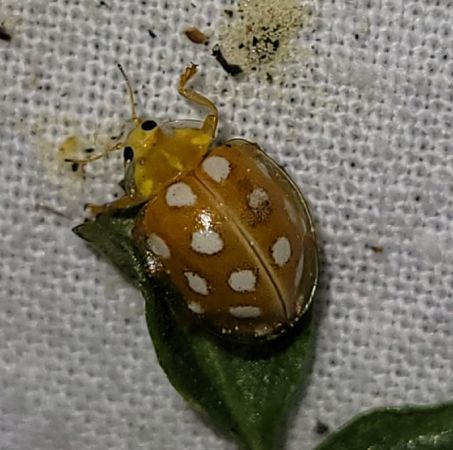 Halyzia sedecimguttata  - Thomas Lux