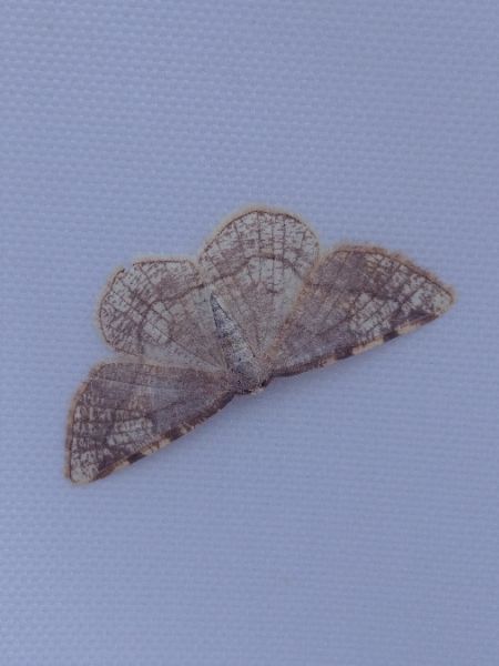 Stegania trimaculata 