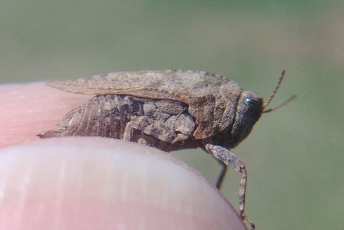 Tétrix à ailes courtes 