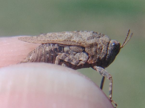 Tétrix à ailes courtes 