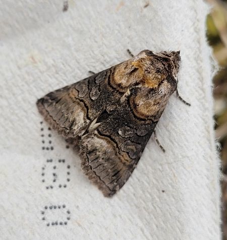 Abrostola asclepiadis  - Thomas Lux