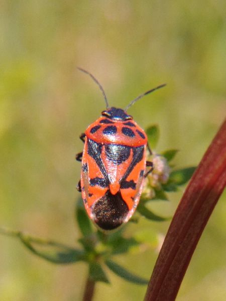 Eurydema ornata 