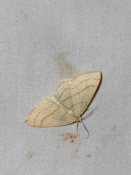 Cyclophora linearia  - Thomas Lux