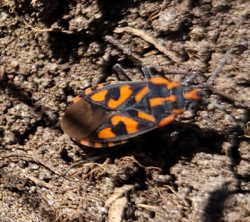 Spilostethus saxatilis  - Thomas Lux