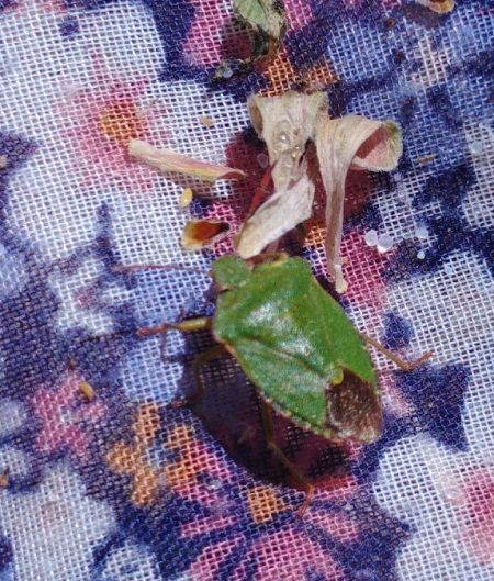 Palomena prasina 