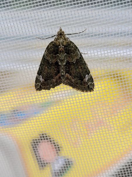Chloroclysta siterata  - Thomas Lux