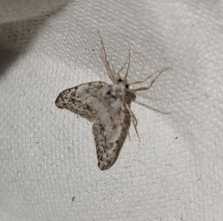 Nola confusalis  - Thomas Lux