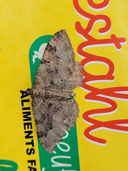 Hydria cervinalis  - Thomas Lux