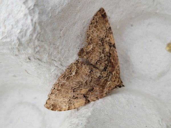 Hydria cervinalis  - Thomas Lux