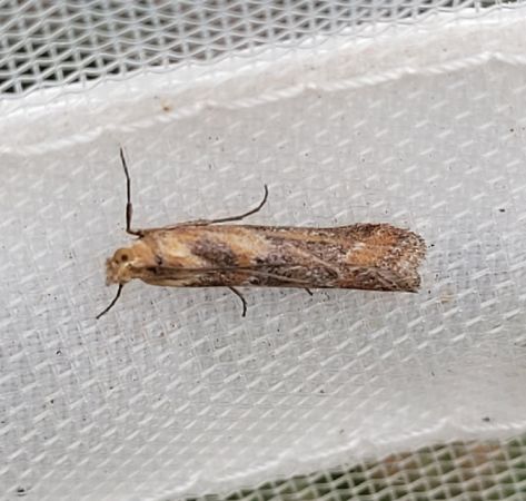 Ancylosis cinnamomella  - Thomas Lux