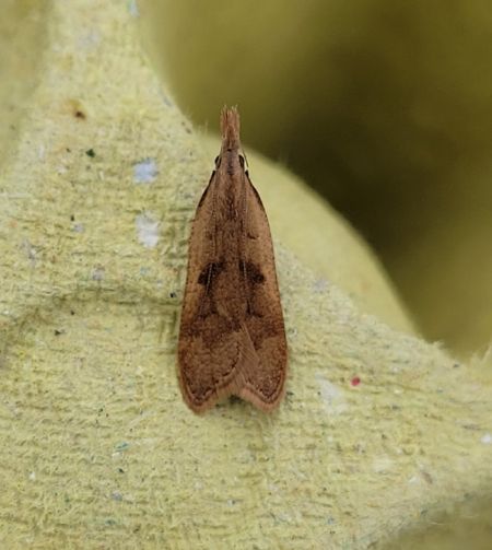 Dichomeris derasella  - Thomas Lux