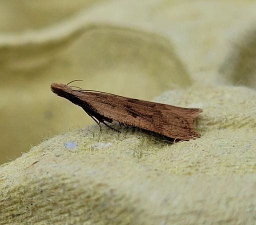 Dichomeris derasella  - Thomas Lux