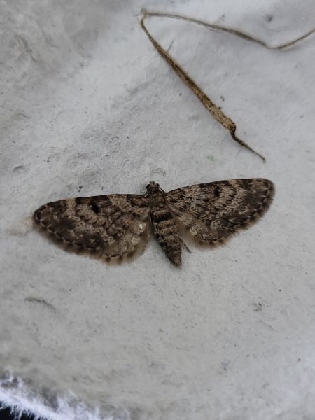 Eupithecia tantillaria  - Thomas Lux