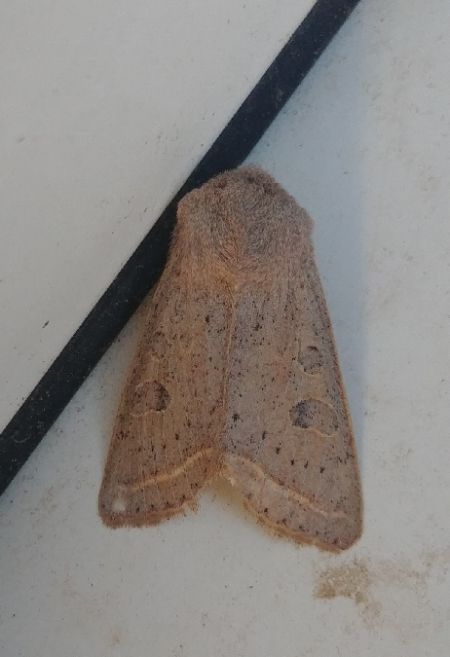 Orthosia gracilis 