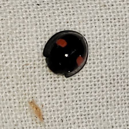 Chilocorus renipustulatus  - Thomas Lux