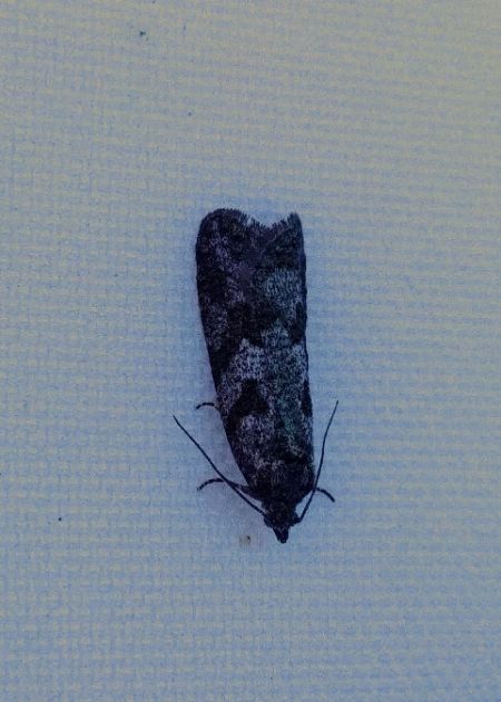 Cnephasia sp. 