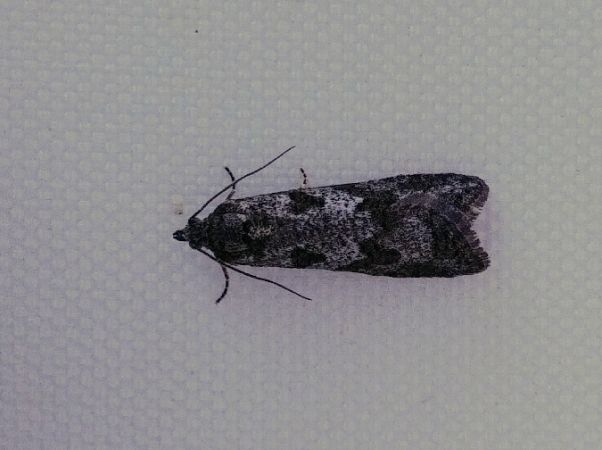 Cnephasia sp. 